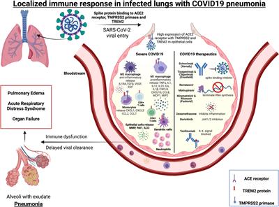 Frontline workers: Mediators of mucosal immunity in community acquired pneumonia and COVID-19